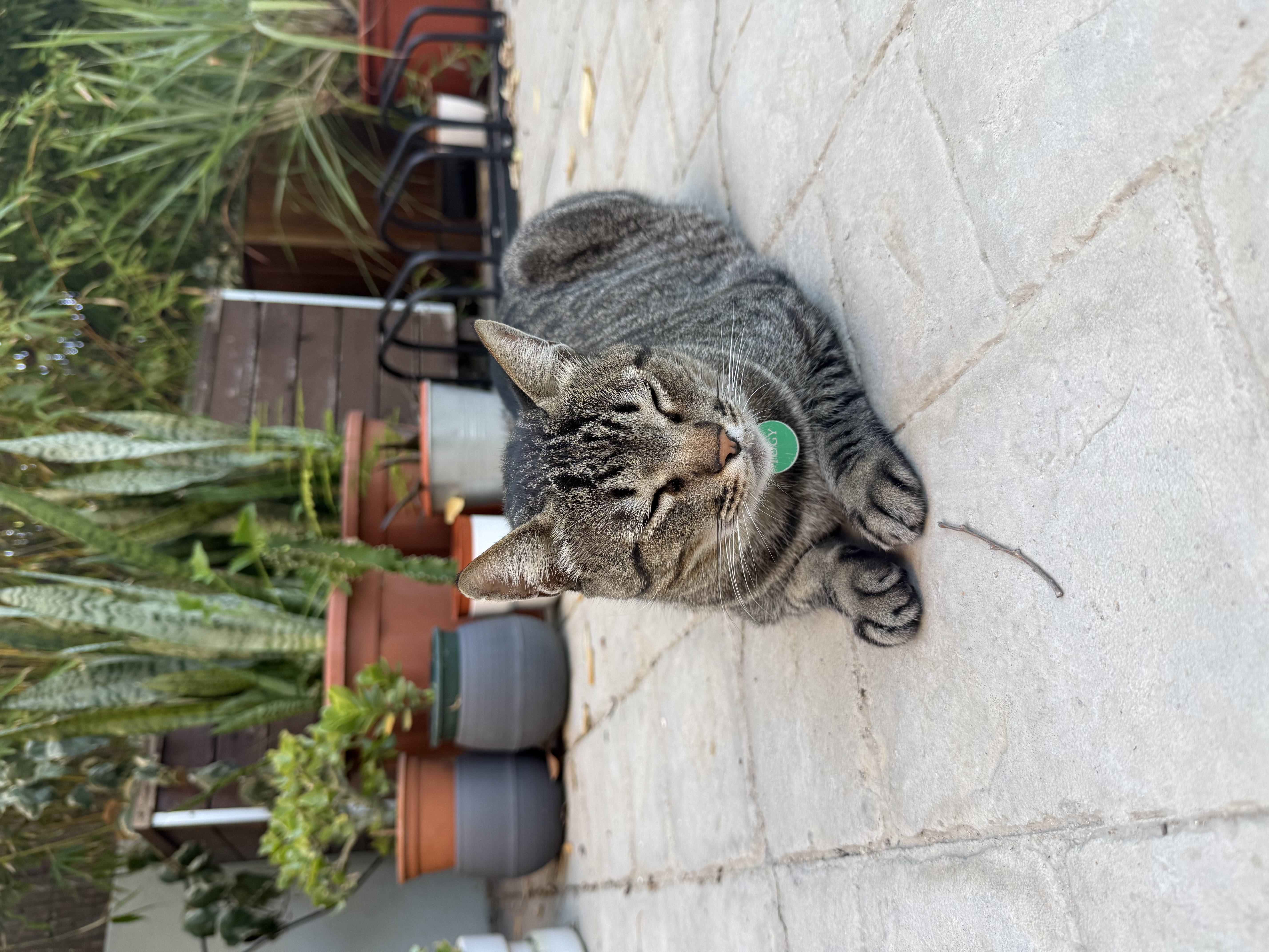 A tabby cat resting beside potted plants on a terrace